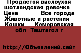 Продается вислоухая шотландская девочка › Цена ­ 8 500 - Все города Животные и растения » Кошки   . Кемеровская обл.,Таштагол г.